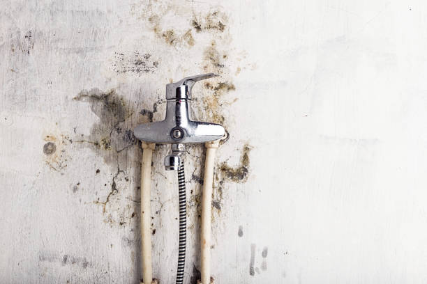 Best Fast Mold Removal  in Fort Plain, NY