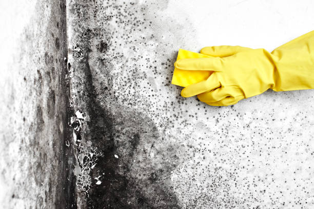 Best Professional Mold Removal  in Fort Plain, NY