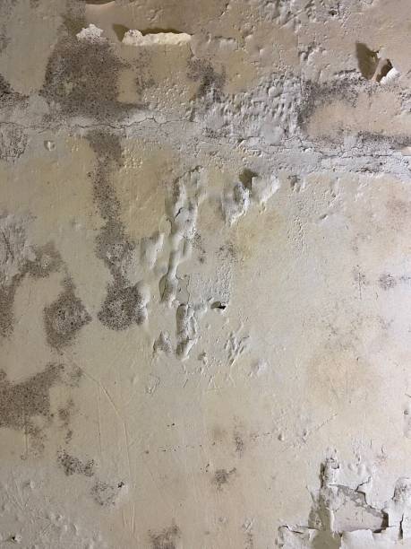 Best Mold Cleaning Services  in Fort Plain, NY