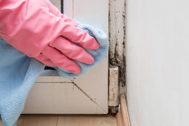 Best Residential Mold Removal  in Fort Plain, NY