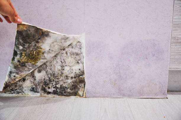 Best Office Mold Removal Services  in Fort Plain, NY